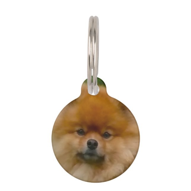 Dwarf Spitz Pomeranian Dog. Pet Tag (Front)