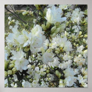 Dwarf White Azaleas Poster