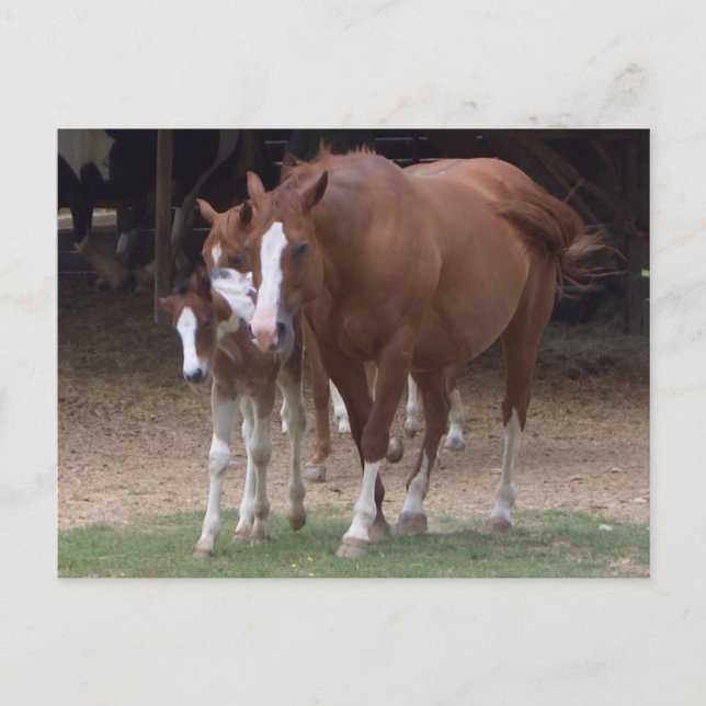 DX- Beautiful Horses Postcard (Front)