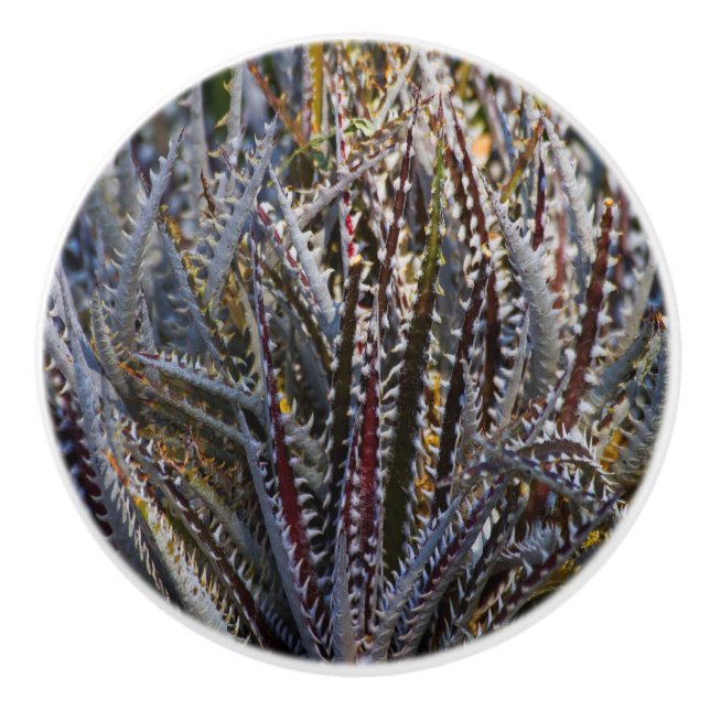 Dyckia delight ceramic knob (Front)