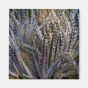 Dyckia delight magnet
