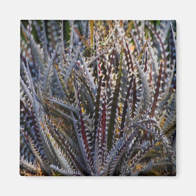 Dyckia delight magnet (Front)