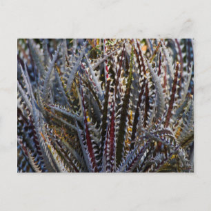 Dyckia delight postcard