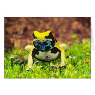 Dyeing Poison Frog, Dendrobates tinctorius,