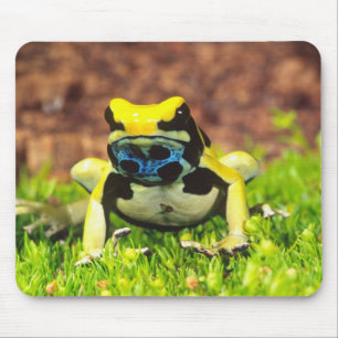 Dyeing Poison Frog, Dendrobates tinctorius, Mouse Pad