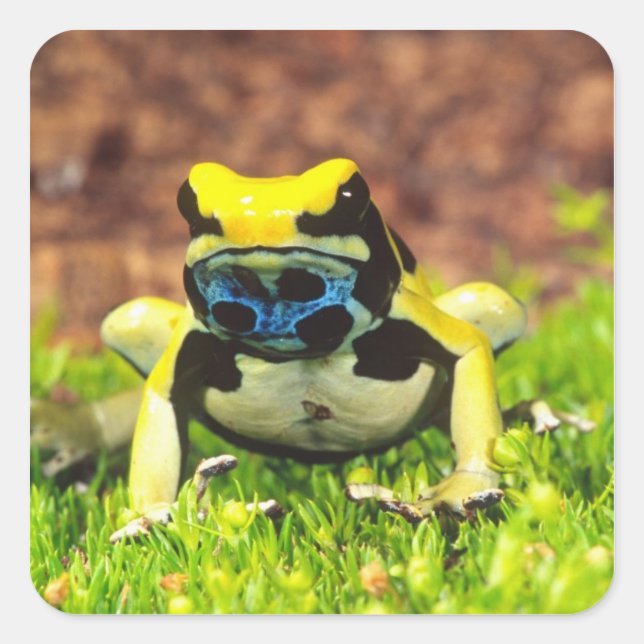 Dyeing Poison Frog, Dendrobates tinctorius, Square Sticker (Front)