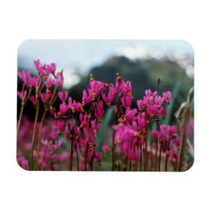 Dynamic Shooting Stars Magnet