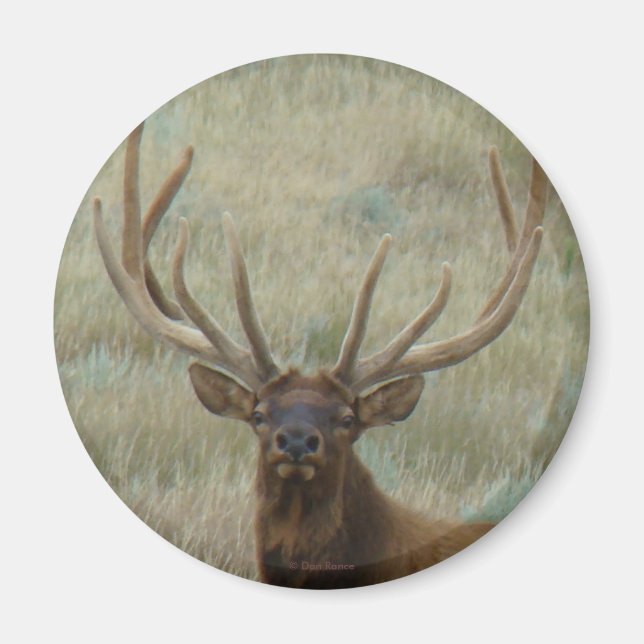 E10 Bull Elk in Velvet Head Shot Magnet (Front)