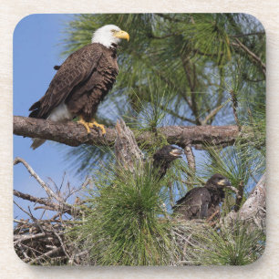 E10 & E11 Coaster Set