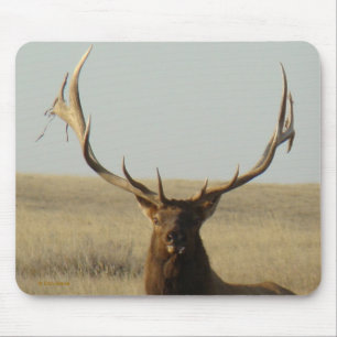 E13 Bull Elk Grass in Horns Head Shot Mouse Pad