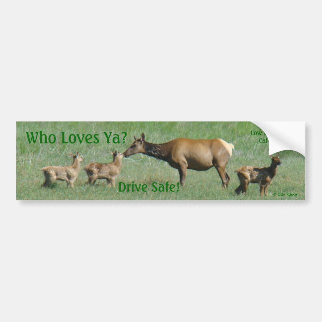 E16 Cow Elk and Calves Bumper Sticker (Front)