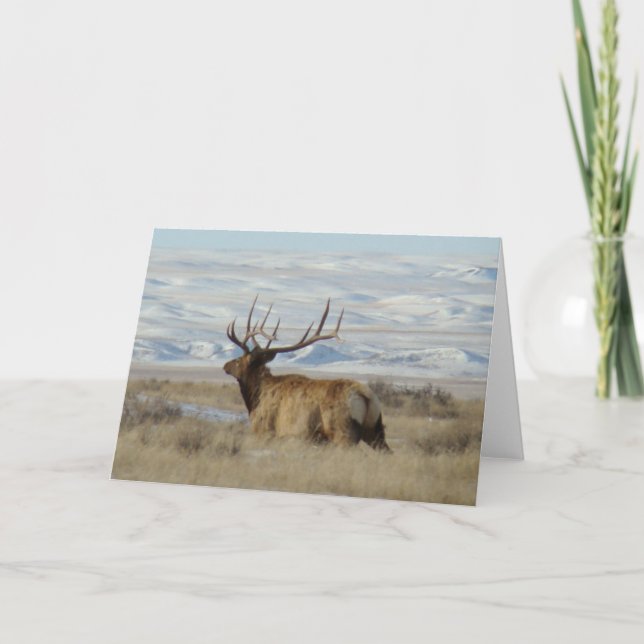 E22 Bull Elk and Snowy Hills Card (Front)