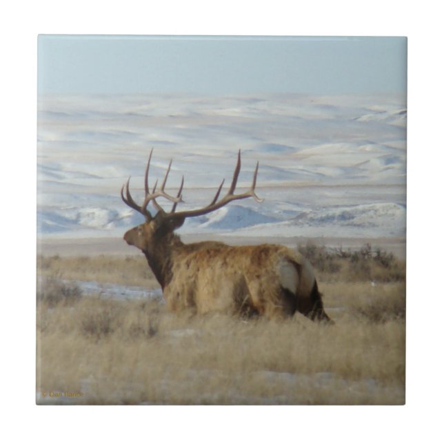 E22 Bull Elk and Snowy Hills Tile (Front)