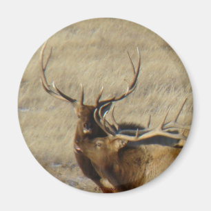 E24 Bull Elk Magnet