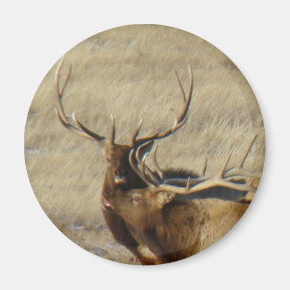 E24 Bull Elk Magnet