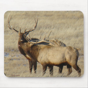 E24 Bull Elk Mouse Pad