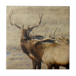 E24 Bull Elk Tile