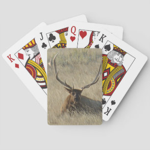 E25 Bull Elk Laying in Grass Playing Cards