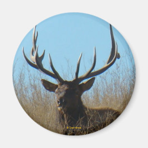 E26 Bull Elk Laying in the Weeds Magnet