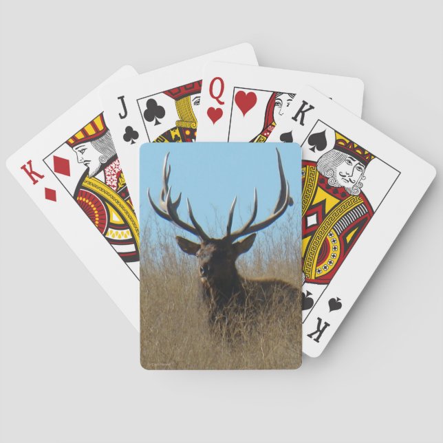 E26 Bull Elk Laying in the Weeds Playing Cards (Back)
