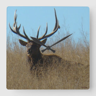 E26 Bull Elk Laying in the Weeds Square Wall Clock