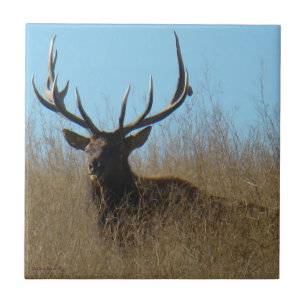 E26 Bull Elk Laying in the Weeds Tile
