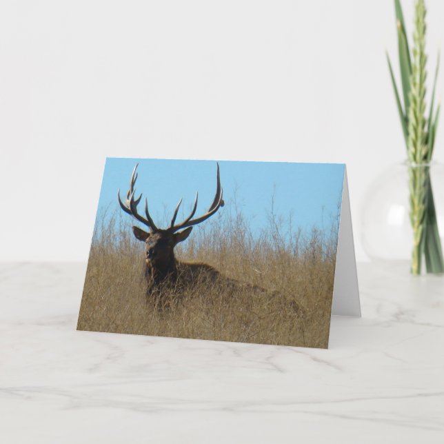 E26 Bull Elk Laying in Weeds Card (Front)