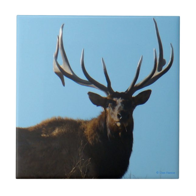 E27 Bull Elk Sky Lined Tile (Front)