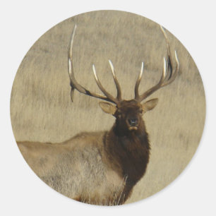 E30 Bull Elk Big Bull Classic Round Sticker