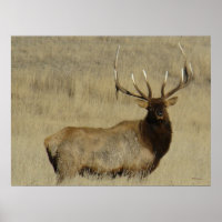 E30 Bull Elk Big Bull