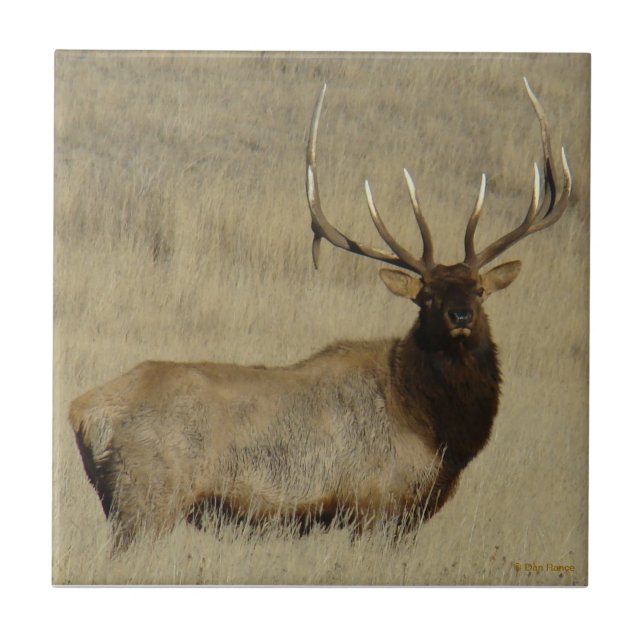 E30 Bull Elk Big Bull Tile (Front)