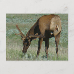 E32 Bull Elk in Velvet Scratching Postcard