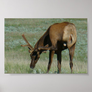E32 Bull Elk Scratching Head Poster
