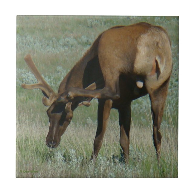 E32 Bull Elk Scratching Tile (Front)