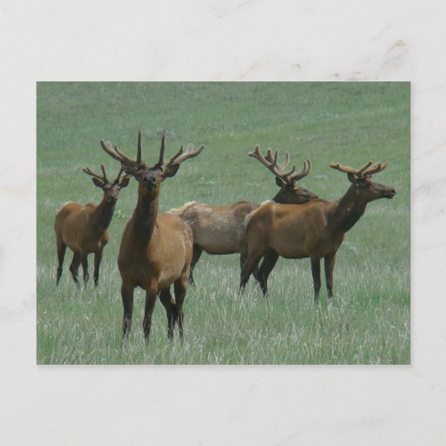 E33 Bull Elk in Velvet Postcard (Front)