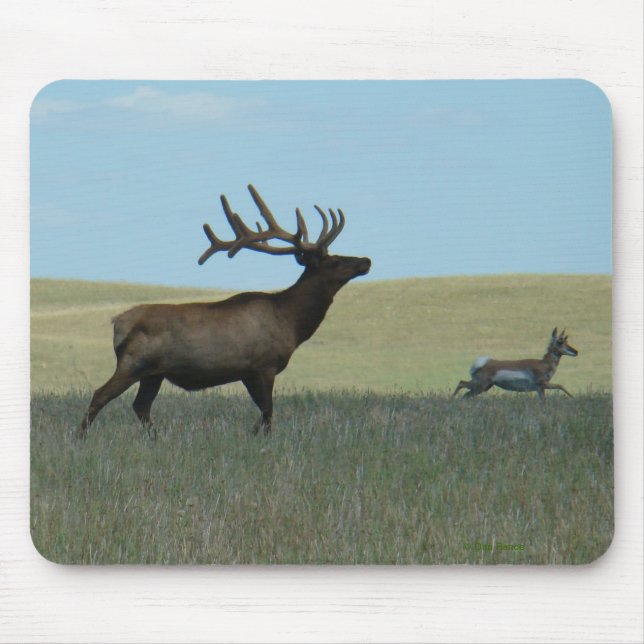 E34 Bull Elk and Antelope Mouse Pad (Front)
