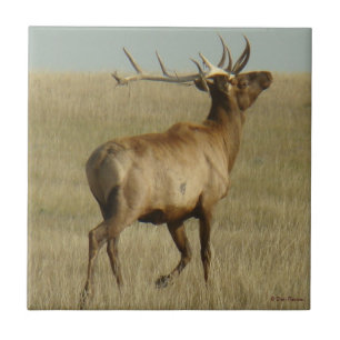 E35 Bull Elk Grass in Horns Tile