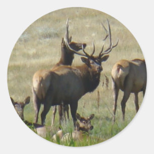 E36 Bull Elk and Cows Classic Round Sticker