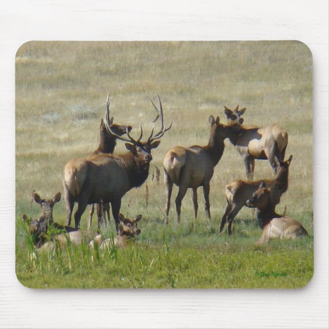 E36 Bull Elk and Cows Mouse Pad (Front)