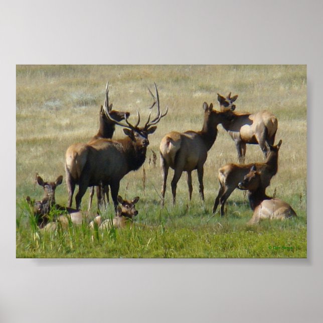 E36 Bull Elk and Cows Poster (Front)