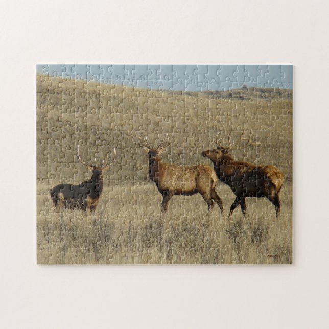 E38 Bull Elk Young Bulls Jigsaw Puzzle (Horizontal)