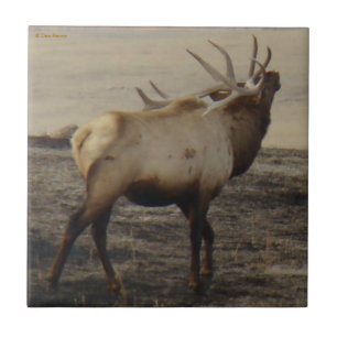 E39 Bull Elk Bugler Tile
