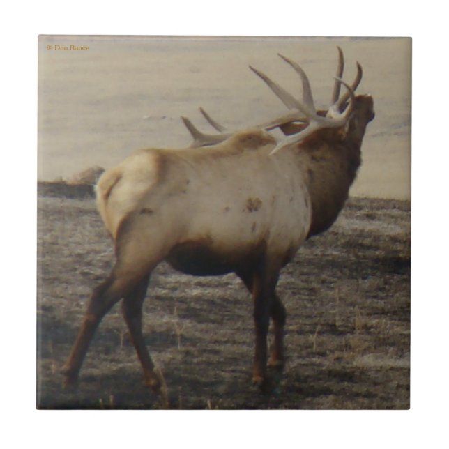 E39 Bull Elk Bugler Tile (Front)