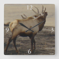 E39 Bull Elk Bugling