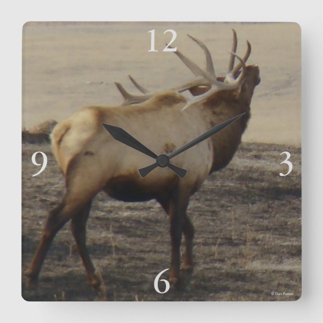 E39 Bull Elk Bugling Square Wall Clock (Front)
