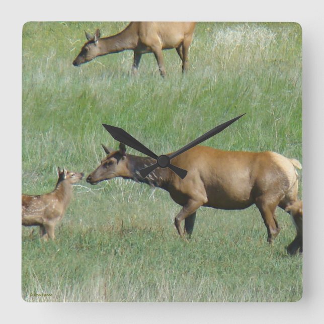E3 Cow Elk and Calf Nose to Nose Square Wall Clock (Front)