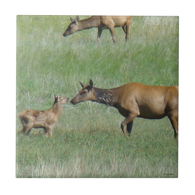 E3 Cow Elk and Calf Nose to Nose Tile (Front)