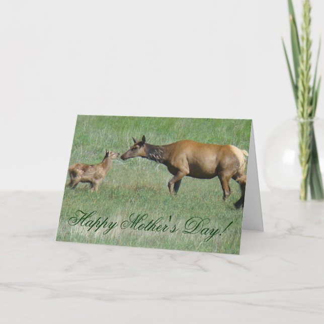 E3a Cow Elk and Calf Nose to Nose Card (Front)