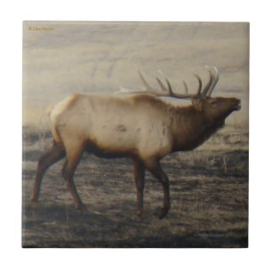 E40 Bull Elk Bugling Tile