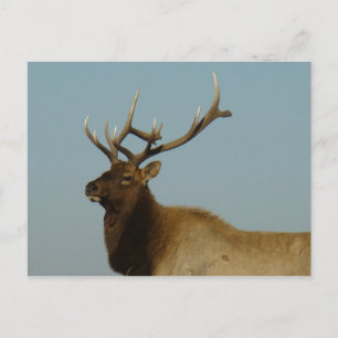 E42 Bull Elk Postcard